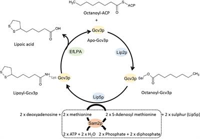 Mechanism-Driven Metabolic Engineering for Bio-Based Production of Free R-Lipoic Acid in Saccharomyces cerevisiae Mitochondria